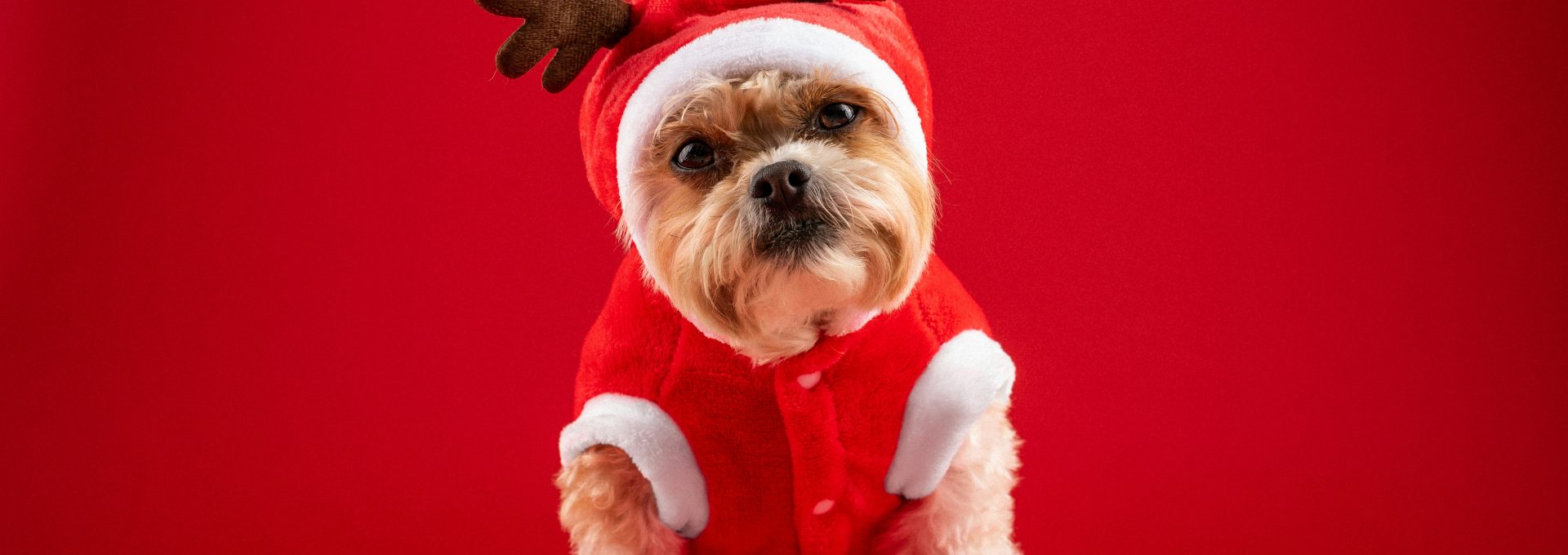 a small dog wearing a santa claus outfit