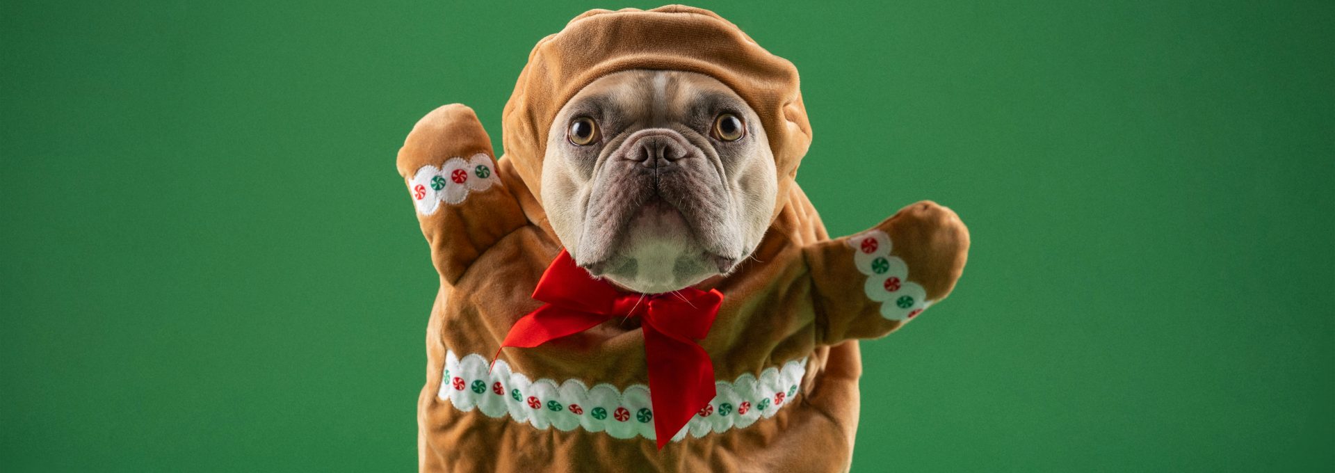 a dog dressed in a costume standing on its hind legs